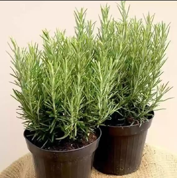Greenursery Set Of 2 Green Rosemary Plant Rosmarinus Officinalis Gulmehandi Indoor Rujamari Medicinal Herb Live Plant for your Home and Garden with Plastic Pot (Pack Of 2 (Green)) (B0CRH15XGG) Amazon Price History, Amazon Price Tracker