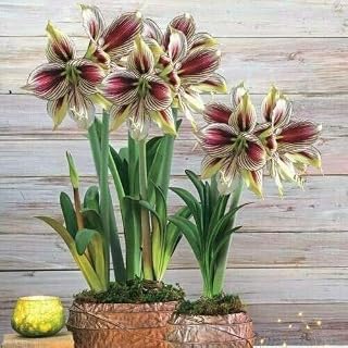 2PCS Attractive Amaryllis Bulbs Hippeastrum Exotic Beautiful Flowers Gardens Courtyards Blooming