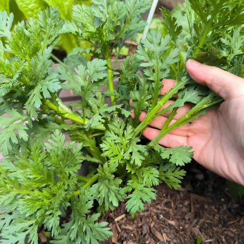 semillas de crisantemo comestibles, semillas de hortalizas organicas Glebionis coronaria, semillas de hortalizas semillas orgánicas hortalizas variedades antiguas plantas verdes, 450pcs