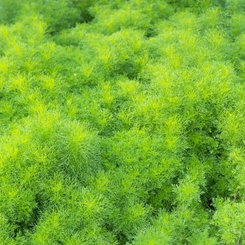 semillas de eneldo - perennes resistentes orgánicas silvestres jardín interior 300pcs