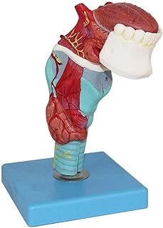 Human Throat Larynx with Tongue Tooth Anatomical Model， aryngeal Tongue and Tooth Model， Larynx Anatomical modeluseful SaiFei