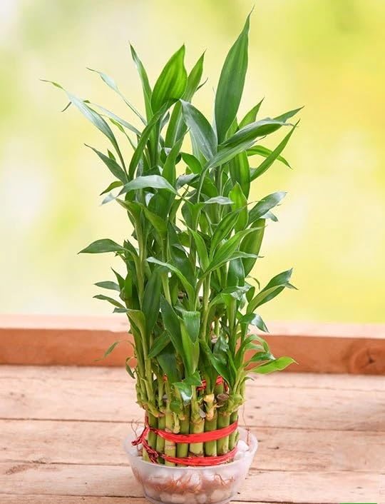 Guuchuu 3 Layers Lucky Bamboo Plant Indoor in Glass Pot (3 Layer Bamboo) with Multi Color jelly