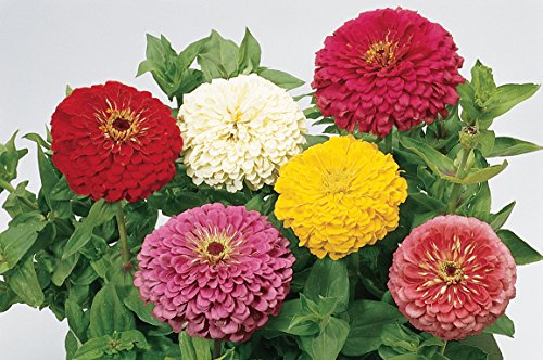 Burpee Giant Flowered Mixed Colors Zinnia Seeds 150 Seeds #TOP1
