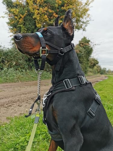 Big Dog Styles Head Collar, Made in UK for Large and Giant Breeds, Maximum Control, Stop Pulling, Anti Chew, Stainless Steel Fittings, Fully Lined. (Black, 1) - Image 8