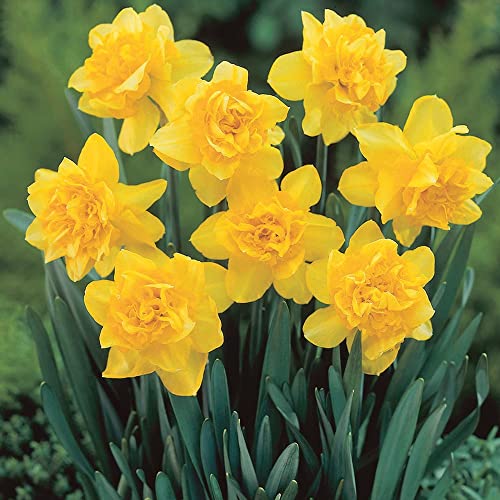 30 x Daffodil/Narcissus Golden Ducat Large Yellow & Bold Daffodil Flower Bulbs for Gardens Spring Flowering Bulbs - Ready for Plant Now