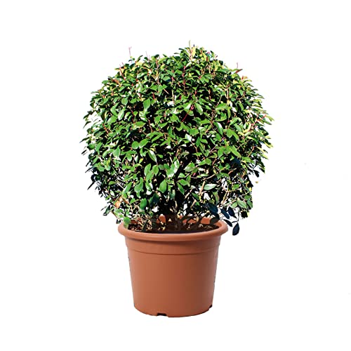 Kentis - Photinia × Fraseri Red Robin a Sfera - Fotinia Pianta Vera da Giardino Perenne - Piante da Esterni Sempreverdi - Palla H 70-80 cm Vaso Ø 30 cm