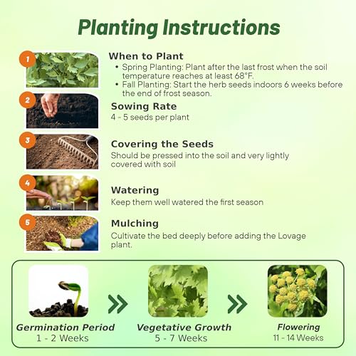 image for Outsidepride Lovage Vegetable Seeds - 1000 Pcs. Perennial, Easy to Gro