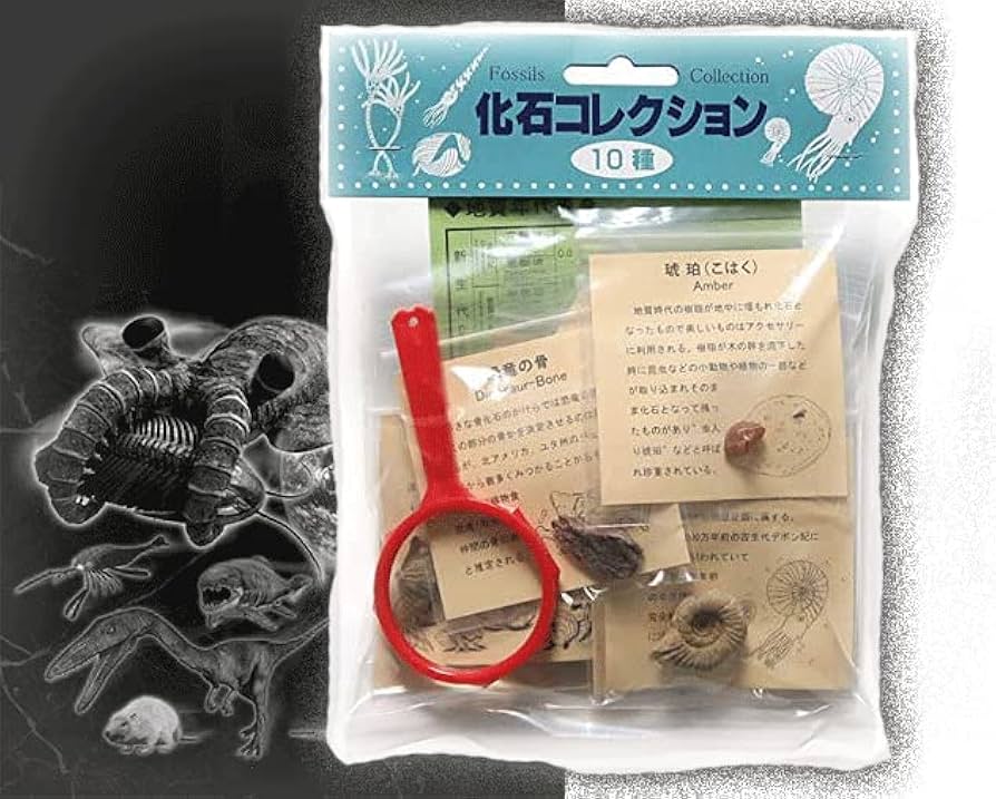 化石コレクション 25点 Amazon | SCIENCE fossil Collection 実物化石観察教材「化石