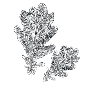 Sizzix 3-D Impresslits Embossing Folder Oak Leaf by Tim Holtz, 665374, Multicolor