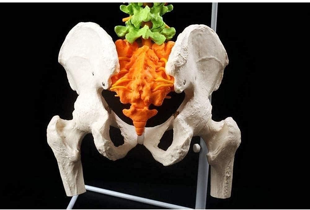 解剖モデル 骨格モデル 人体モデル 椎体 脊椎 人体モデル 胸椎骨付き大椎骨