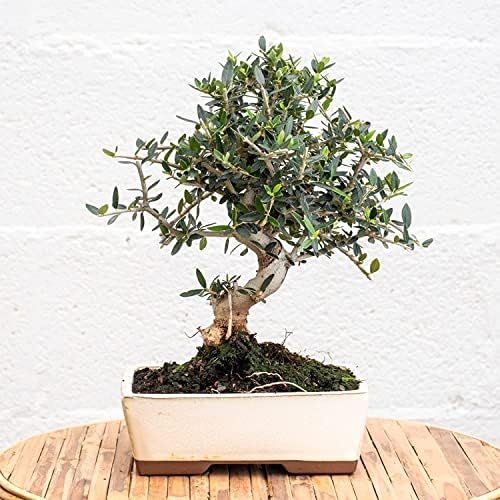 Kalapanta - Ziemia doniczkowa do Bonsai. Mieszanka torfu blond, piasku i lapilli. Profesjonalna jakość. Organiczne 2 litry.