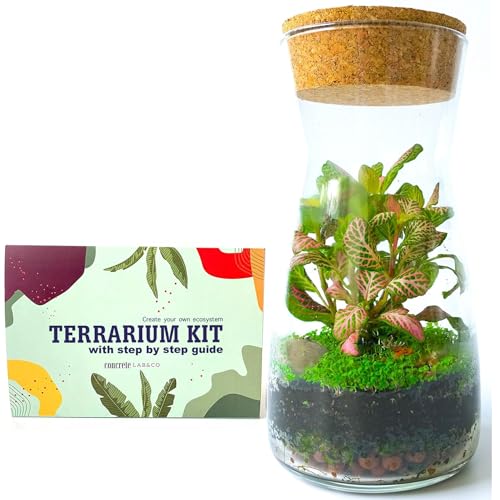 Juego de terrario de Cristal Transparente Hecho a Mano con Parte Superior de Corcho Abierta o Cerrada, Maceta de Flores para Interior y Exterior Kit with Dwarf Baby Tear Seeds & Fittonia