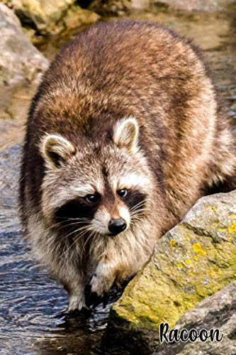 Racoon: Notebook Lined Journal | Gift Idea for Boys Girls Kids Teens, Diary for Animal Lovers