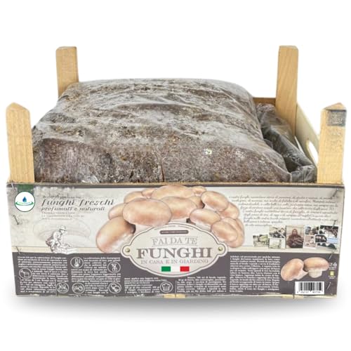 acquaverde | Kit Coltivazione Funghi Champignon o Prataiolo Crema, Portobello, Micelio incubato e pronto alla coltivazione con Terriccio – Packaging in Legno Riciclabile con Istruzioni, 7 – 8 kg