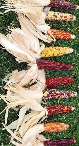 Decorative Natural Mini Indian Corn -- Case of 300