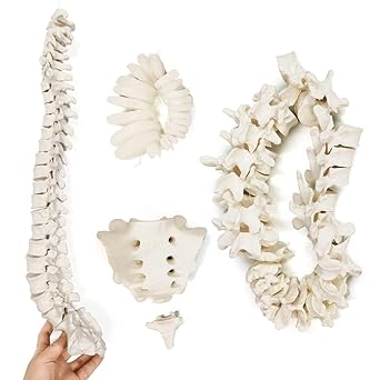 EVOTECH Human Spine Model, 1-24 Spine Model with Sacrum and Coccyx with Intervertebral Disc for Medical Teaching Learning Research