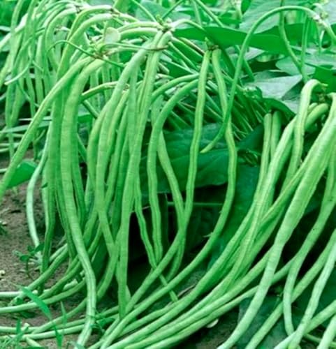 30PCS Bush Long Green Bean Seeds Non-GMO Vegetable Seeds Heirloom