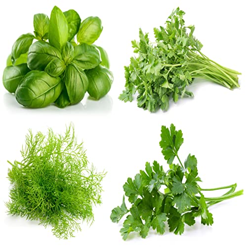 Culinary Herb Seeds Variety Pack – Genovese Basil, Italian Flat Leaf Parsley, Cilantro, Dill – Non-GMO, Heirloom, USA-Grown Herb Garden Seeds for Indoor or Outdoor Growing – Kitchen Essentials for Cooking