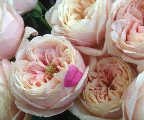 バラ苗 切り花品種 接木 バラ苗 DA切り花品種 接木 バラ苗 切花品種 DA