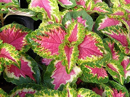 Gurveplantationi® - Live Coleus Hedges & Shrubs Plant with Plastic Pot. (Pink & Green) (B09XBMSHBN) Amazon Price History, Amazon Price Tracker