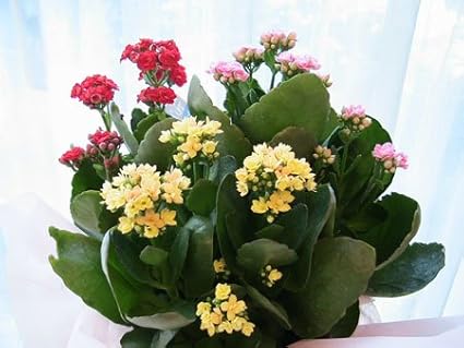 Amazon カランコエ フラワーショップ パレット 観葉植物 通販 Amazon カランコエ フラワーショップ パレット 観葉植物 通販