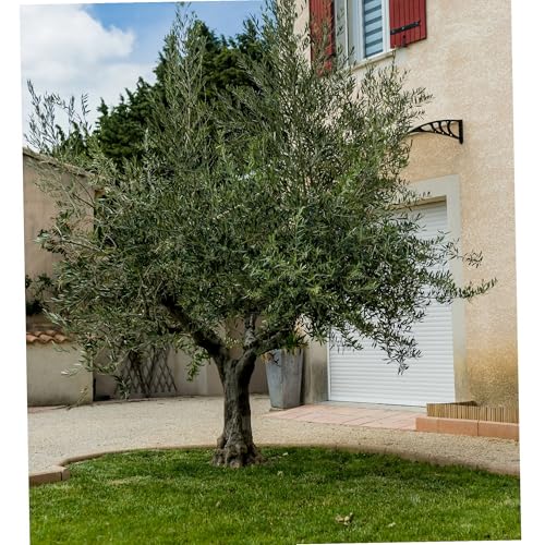 WERKA PRO Filet à Olives 50g/m² Mailles Fines pour Récolte 3 x 3 m 9m² – vue 3