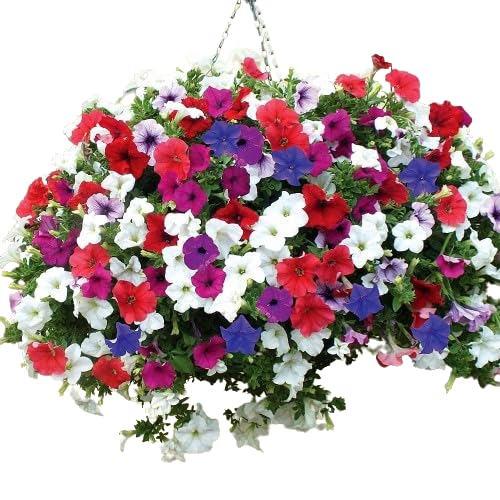 MANISHAS DAFFODILS Exotic Petunia Flower Plant,Double Petal,Mixed Colour Flower Plant Live In Grow Bag For Your Garden & Balcony (B0CN93ZXN9) Amazon Price History, Amazon Price Tracker