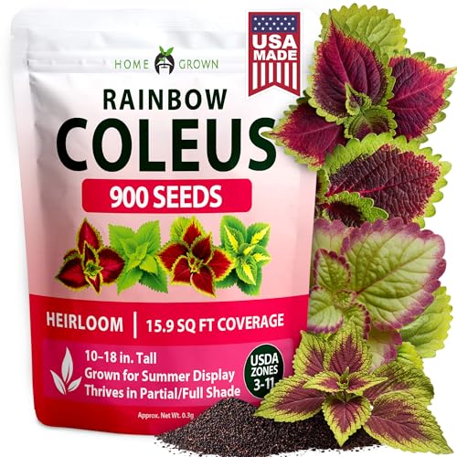 Image of HOME GROWN Coleus Seeds for Planting - 900 Rainbow Coleus Plant Seeds, Multicolor Spring 2026 Flower Seed Annual /Perennial House Plants for Garden Outdoors & Indoors (Plectranthus scutellarioides)