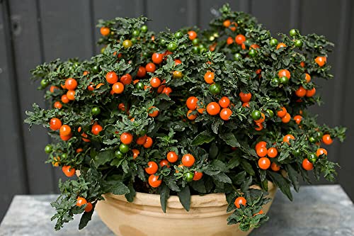 Moccurod 20 Jerusalem Cherry Madeira Winter Solanum Pseudocapsicum Flower Seeds #TOP1