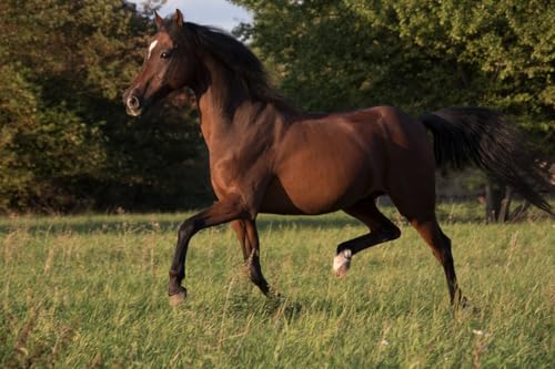 Scheidler horse-direkt KOKOS-Sticks, 23 kg Karton Kokos-Leckerchen, Zahnpflege Snack für Hunde & Pferde-Pellets aus 100% Kokosmark, getreidefrei, glutenfrei, rein natürlich ohne Zusatzstoffe