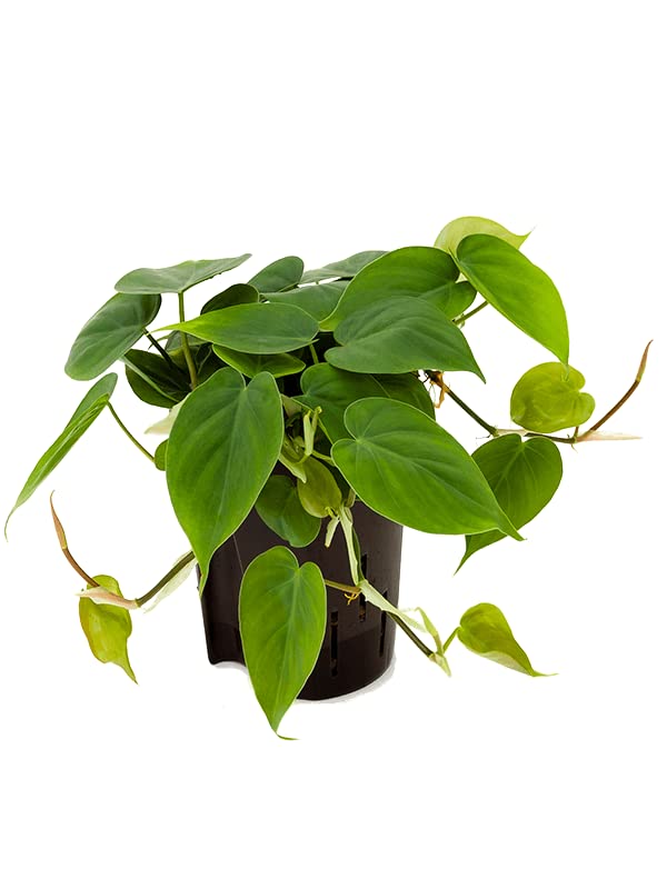Hear Leaf Philodendron SCANDENS Trailing Indoor House or Office Plant | Shade Tolerant - in 12cm Pot
