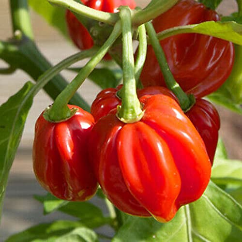 25 Red Habanero Pepper Seeds Non-Gmo Annual Vegetable Seeds #TOP28