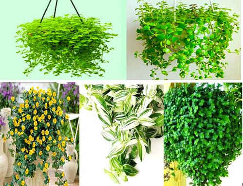 See full amazon price history chart for Nandhanam 5 Hanging Plants Combo- Bolivian jew/Tangled Heart/Turtle Vine/Wedelia Plants/Wandering Jew White - (Creeping inchplant,Callisia repens) 15 Healthy Live Strings each Nandhanam 5 Hanging Plants Combo- Bolivian jew/Tangled Heart/Turtle Vine/Wedelia Plants/Wandering Jew White - (Creeping inchplant,Callisia repens) 15 Healthy Live Strings each (B0CLKN5M8T) Amazon Price History, Amazon Price Tracker