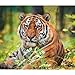 Tigers WWF 2022 Wall Calendar