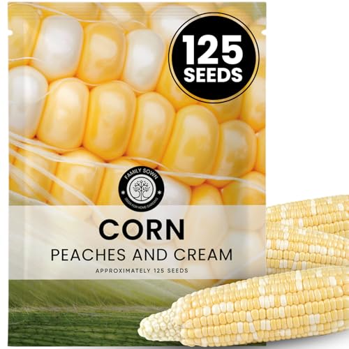 Peaches and Cream Corn 125 Premium Seeds for Planting Sweet Bicolor Ears Early Harvests Reliable Performance for the 2026 Season 25 Gram Pouch