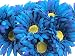 CraftMore Blue Colored Gerbera Daisy Stems 14 Inch Set of 12