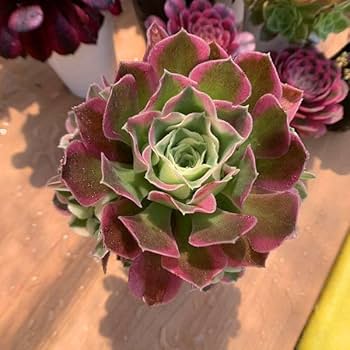 アエオニウム 専用出品 a*s様 B1505-4×15苗 ギョクシキキン アエオニウム 抜き苗 多肉