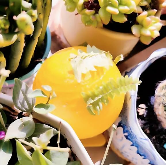 3 Pack Fly Sticky Traps Indoor - Fruit Fly Sticky Insect Balls | Fruit Fly Catcher & Indoor Plant Fly Stickers - Sticky Fly Traps Indoor for Home Use - Insect Sticky Traps - Image 6