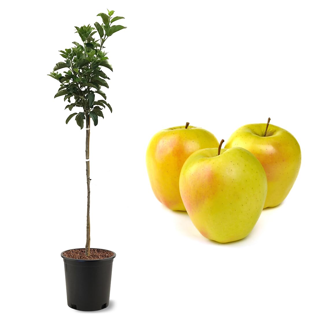American Plant Exchange Dorsett Apple Tree