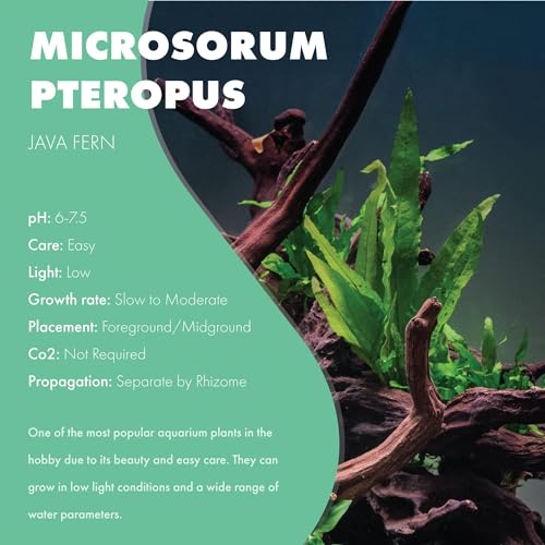 image for SubstrateSource SubsrateSource Java Fern Live Aquarium Plants - Freshw