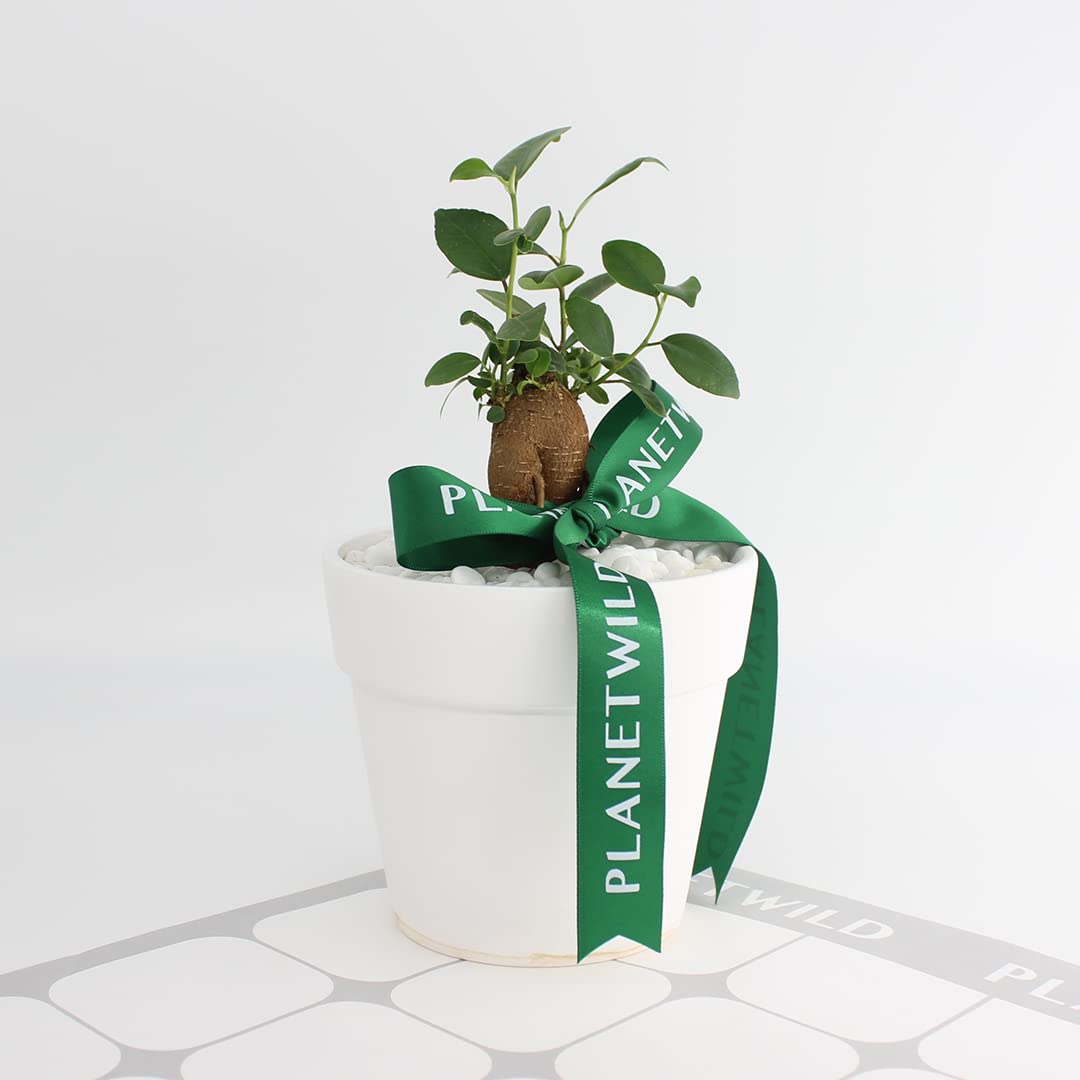 Amazon｜ガジュマル 多幸の木 がじゅまる 人参がじゅまる 本物 鉢植え