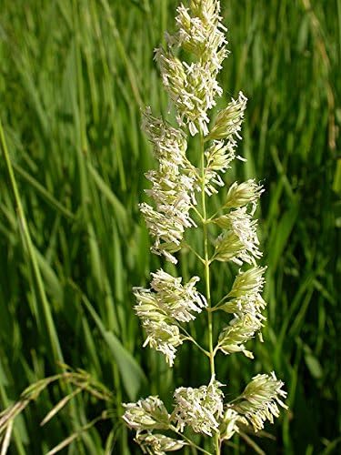 Miniatura 2 de 1000 Caña de hierba de cinta abigarrada Canario Phalaris Arundinacea Semillas de flores rosas