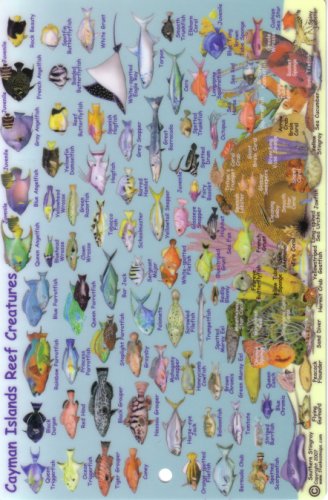 Cayman Islands Mini-Map and Reef Creatures Identification Guide (Fish ...