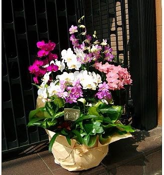 Amazon バレンタイン 誕生日 人気ランキング プレゼント 花 ミックス ラン畑 胡蝶蘭 デンファレ 旬の洋ランなど 花束 オンライン通販