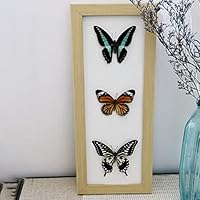 蝶々標本　26頭　木製額(ガラス) 約30cm x 43cm Amazon.co.jp: 蝶の昆虫標本、本物の蝶の標本、蝶標本、美しい蝶