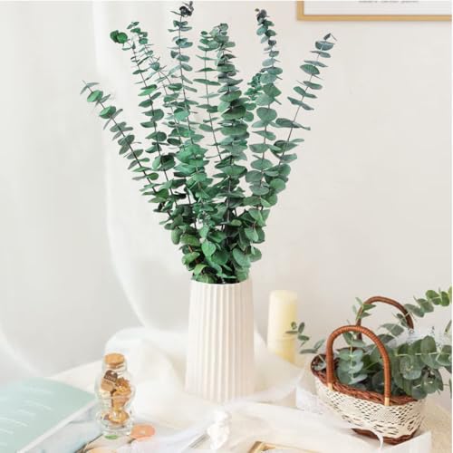 CAwished 12 Stück Getrocknete Eukalyptus Zweige 43 cm Natürliche Trockenblumen Eukalyptus Deko Konservierte Eukalyptus Pflanze für Hochzeit Blumenarrangements Heimdécor