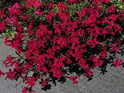 Bodendecker Nelken Winterhart Die 15 besten Produkte im Vergleich