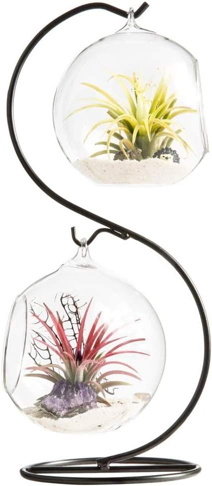 Mkono Clear Glass Vase Hanging Plant Terrarium with Black Metal Stand Tabletop Display Potted Stand for Air Plants Succelent Home Office Decor, S-Shape, 2 Globes.
