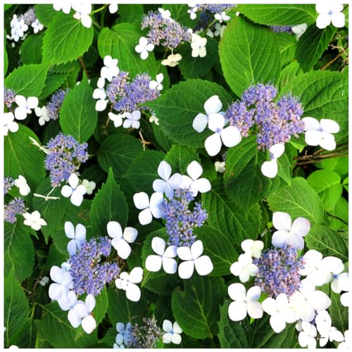 Hydrangea serrata 'Bluebird' in 2L Pot Lace-Cap Hydrangea with Stunnigng Colours 3fatpigs®