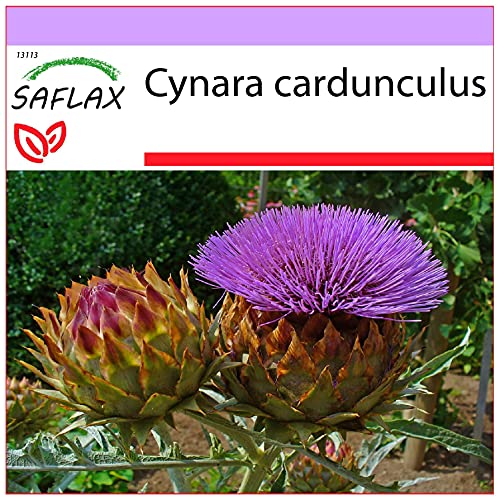 SAFLAX - Alcachofa silvestre - 50 semillas - Cynara cardunculus
